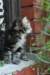 koores20_small.jpg