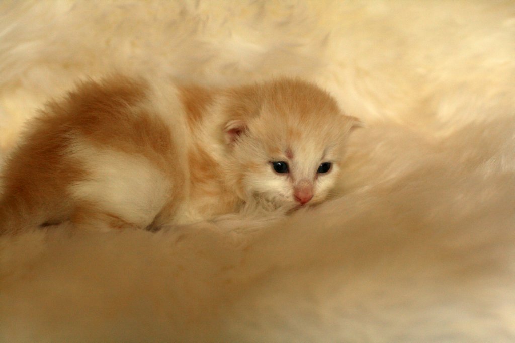 toffeeimg_7790.jpg