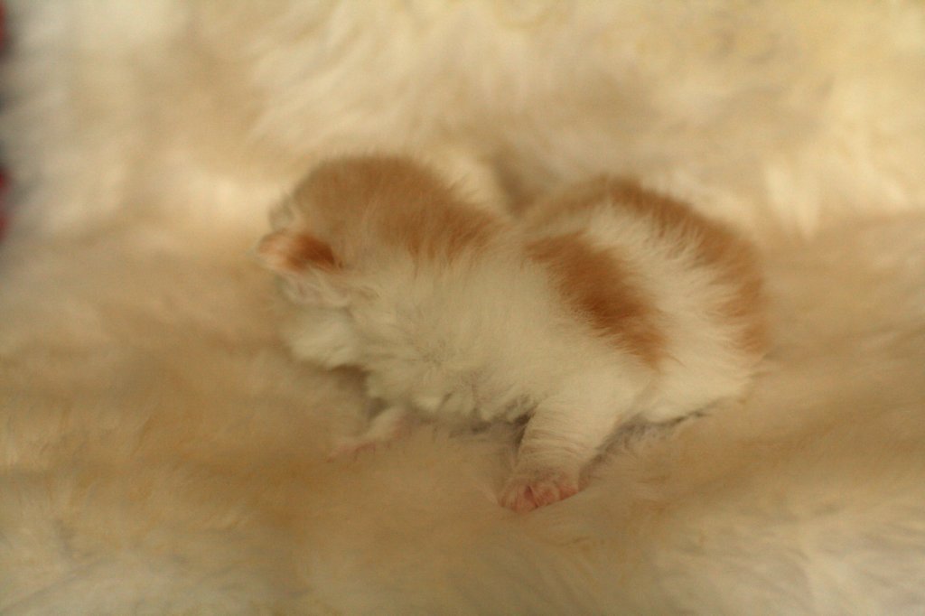 toffeeimg_7806.jpg