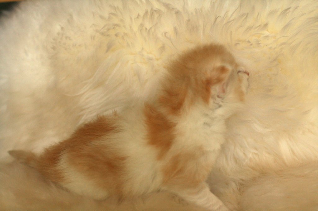 toffeeimg_7814.jpg