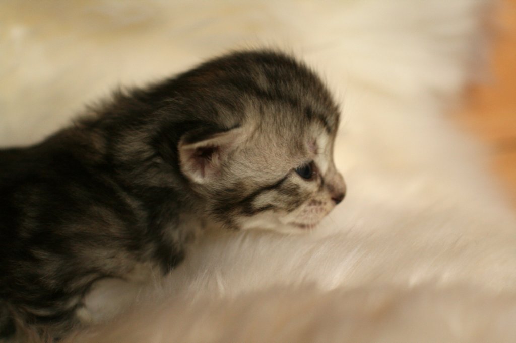 viiruimg_7757.jpg