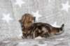 boy1ny22img_966415_small.jpg