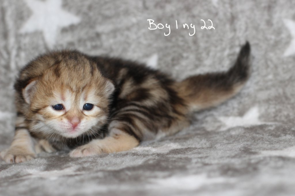 boy1ny22img_966418.jpg