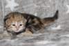 boy1ny22img_966418_small.jpg