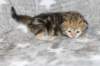 boy1ny22img_96644_small.jpg