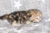 boy1ny22img_96645_small.jpg