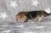 girl4sibny22img_961710_small.jpg