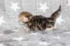 girl4sibny22img_961712_small.jpg