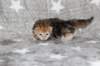 girl4sibny22img_961713_small.jpg