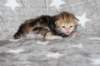 girl4sibny22img_961716_small.jpg