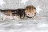girl4sibny22img_961717_small.jpg