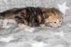 girl4sibny22img_961718_small.jpg