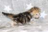 girl4sibny22img_961720_small.jpg