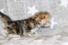 girl4sibny22img_961721_small.jpg