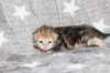 girl4sibny22img_96177_small.jpg