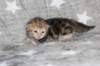 girl4sibny22img_96178_small.jpg