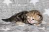girl5sibny22img_96012_small.jpg