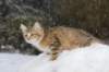 ladonna12weeks11_small.jpg