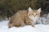 ladonna12weeks3_small.jpg