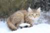 ladonna12weeks4_small.jpg