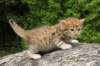 boy2img_0435_small.jpg