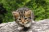 img_0200_small.jpg