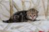 l3boy1sibny22img_995510_small.jpg