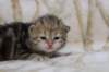 l3boy1sibny22img_995511_small.jpg