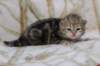 l3boy1sibny22img_995512_small.jpg
