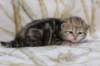 l3boy1sibny22img_995513_small.jpg