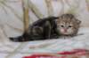 l3boy1sibny22img_995515_small.jpg