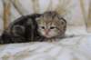 l3boy1sibny22img_995516_small.jpg