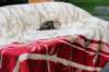 l3boy1sibny22img_995517_small.jpg