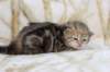 l3boy1sibny22img_99551_small.jpg