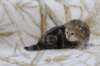 l3boy1sibny22img_995520_small.jpg
