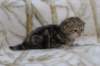 l3boy1sibny22img_995521_small.jpg