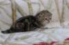 l3boy1sibny22img_995524_small.jpg