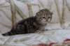 l3boy1sibny22img_995525_small.jpg