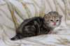 l3boy1sibny22img_995526_small.jpg