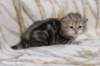 l3boy1sibny22img_995527_small.jpg