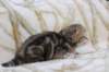l3boy1sibny22img_995528_small.jpg