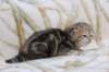 l3boy1sibny22img_995529_small.jpg