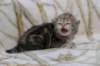 l3boy1sibny22img_995532_small.jpg