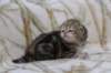 l3boy1sibny22img_995533_small.jpg