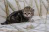 l3boy1sibny22img_995535_small.jpg