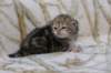 l3boy1sibny22img_995536_small.jpg