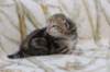 l3boy1sibny22img_995537_small.jpg