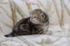 l3boy1sibny22img_995538_small.jpg