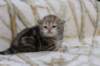 l3boy1sibny22img_995539_small.jpg