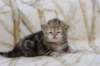 l3boy1sibny22img_99553_small.jpg